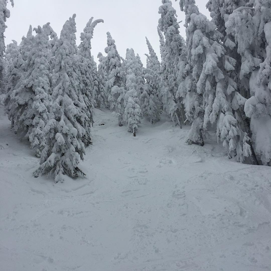 Christmas Tree Chutes