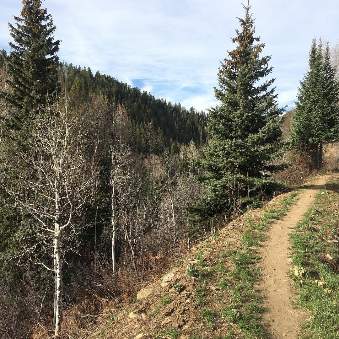 The trails are really clearing up in steamboat. This is Spring Creek Trail up near Dry Lake.