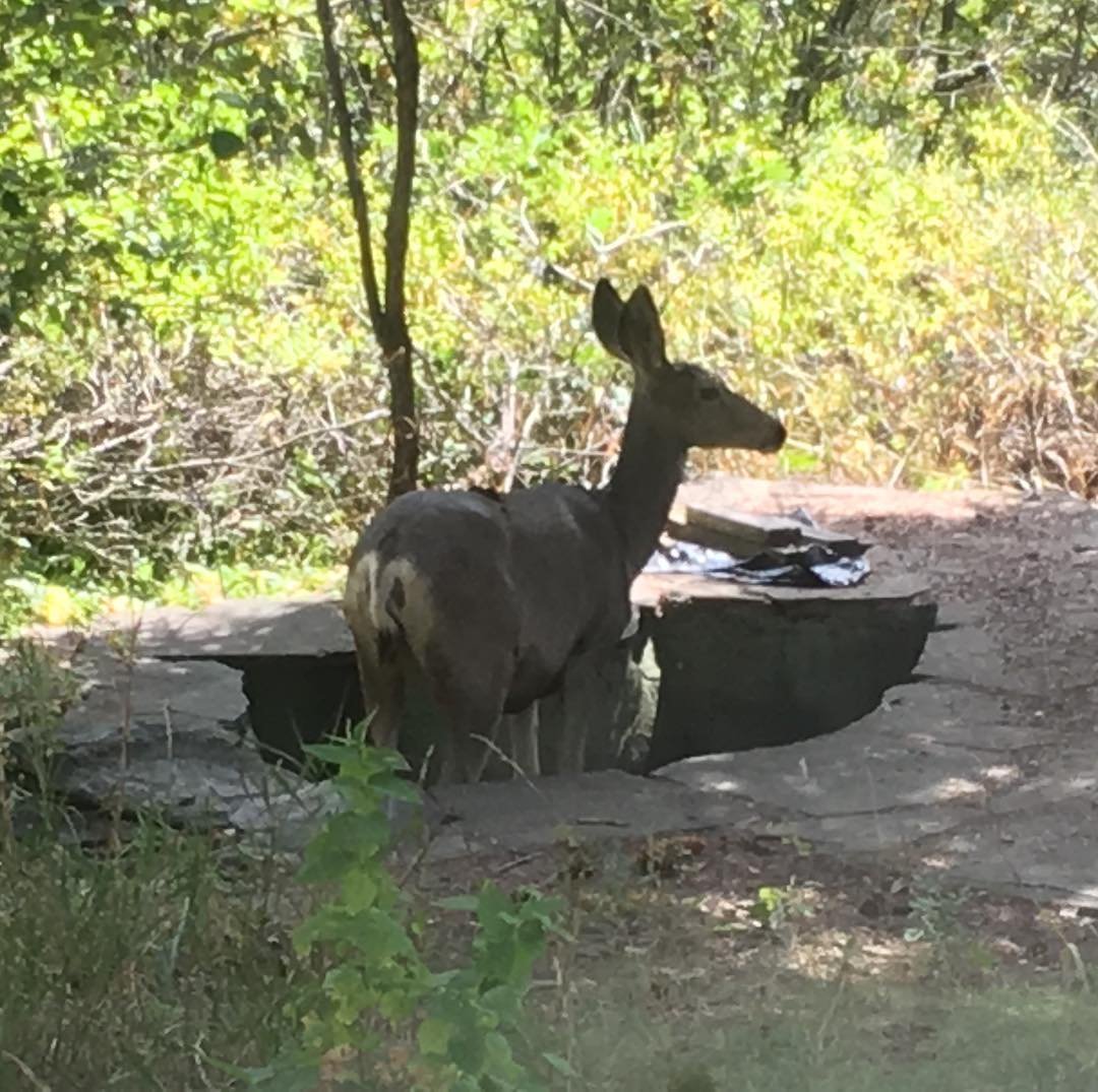 Thirsty!