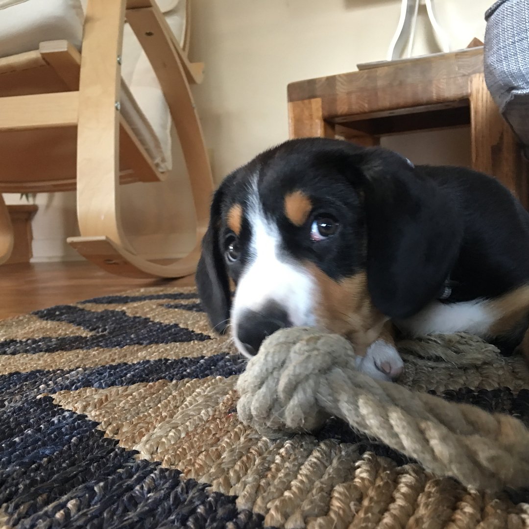 Alta is awesome. It’s great having a dog in the house again. 🐶
