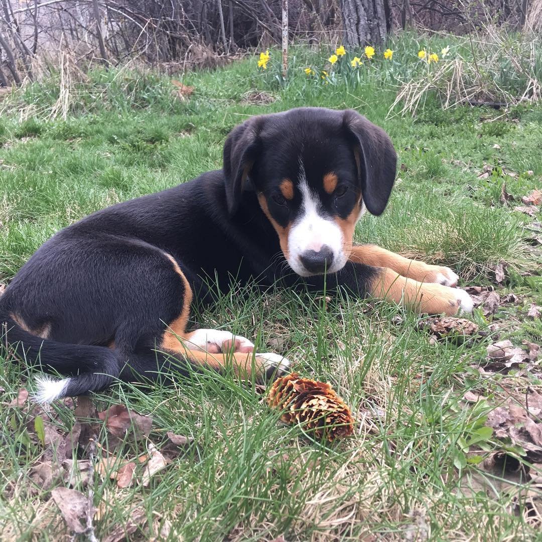 “Hello pine cone. Nice to eat you.”