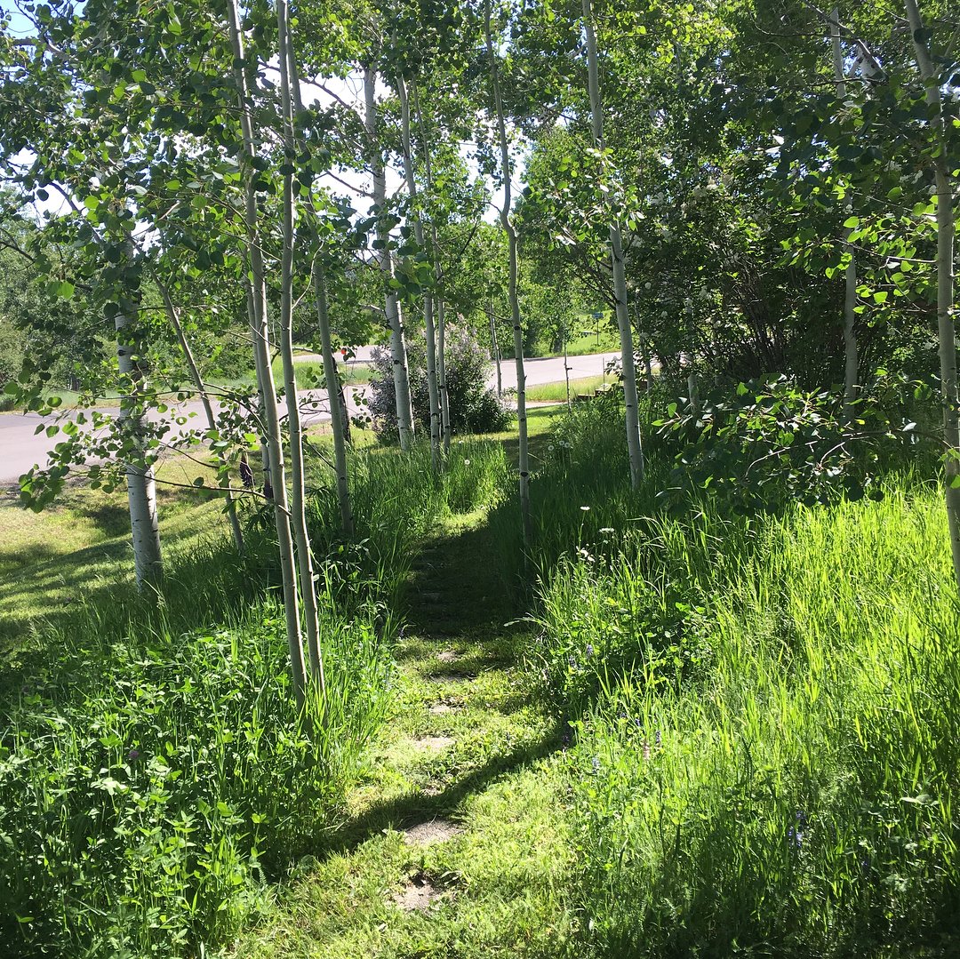 Our yard really comes alive in early June.