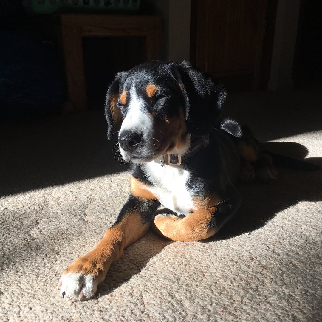 Alta loves greeting the morning sunshine.