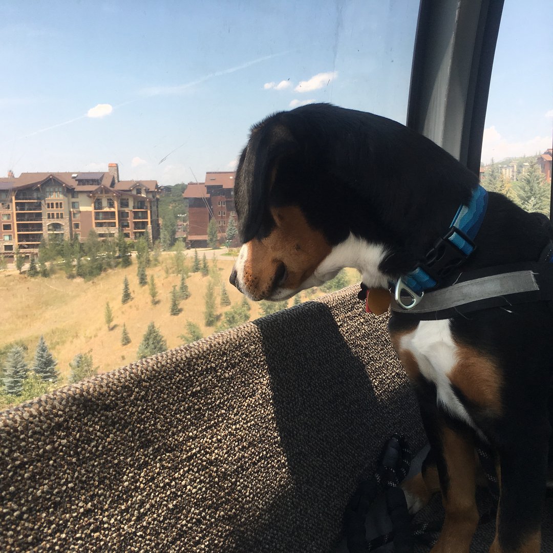 Alta had his first gondola ride this weekend.