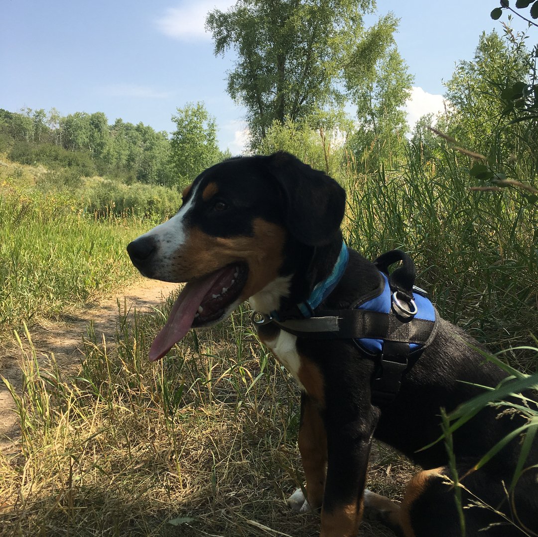 What a fun hiking companion.