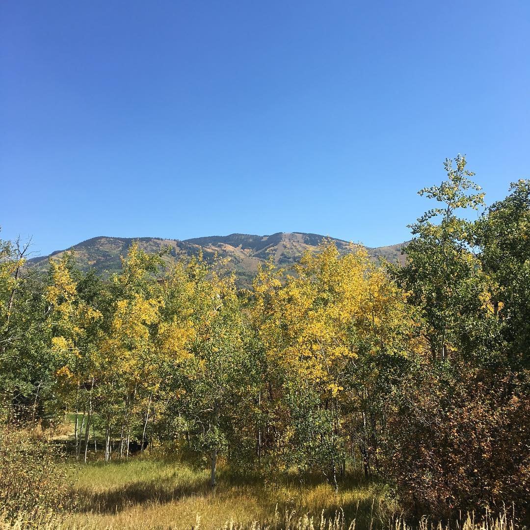 Bluebird fall day
