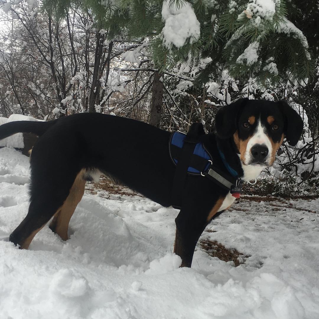 Alta is a snow dog, a let’s play all day dog...