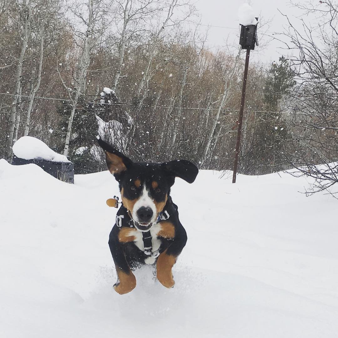 Happy snow dog