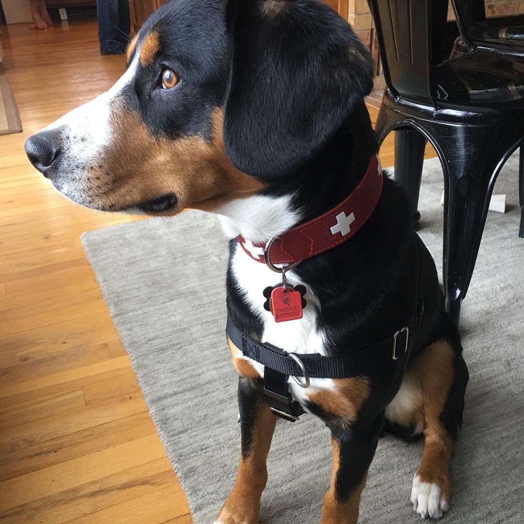 Who’s looking handsome in their new collar?