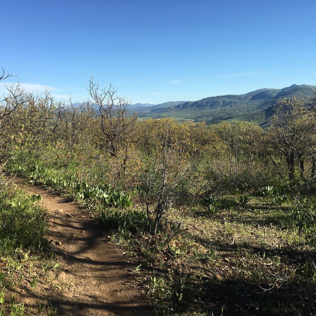 So many fun trails on Emerald Mountain.