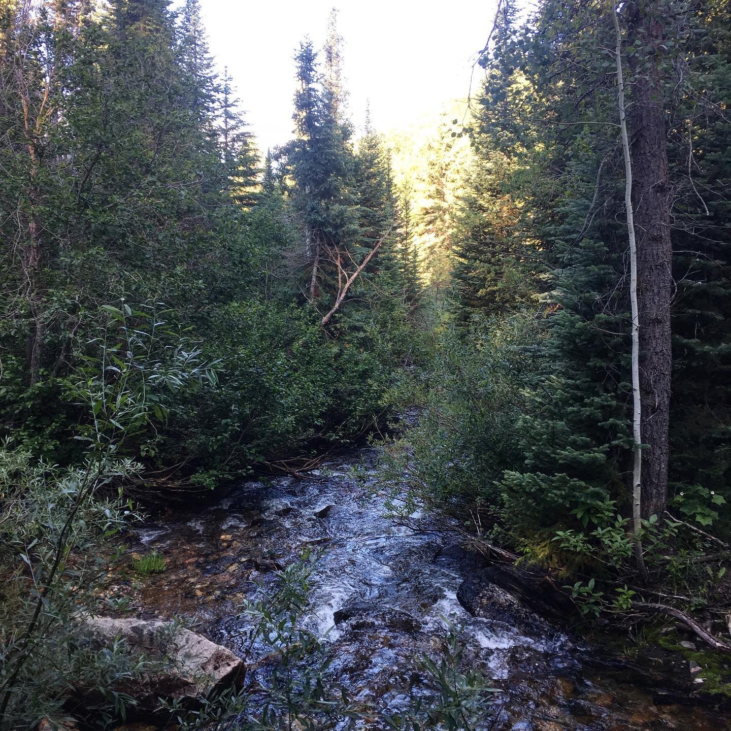 Spring Creek is looking good.