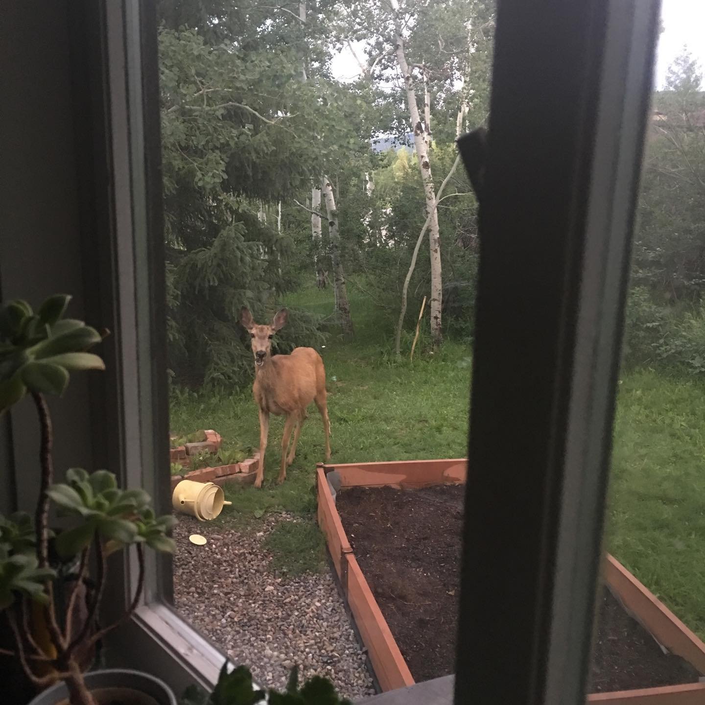Someone is a little too curious about the garden this morning.