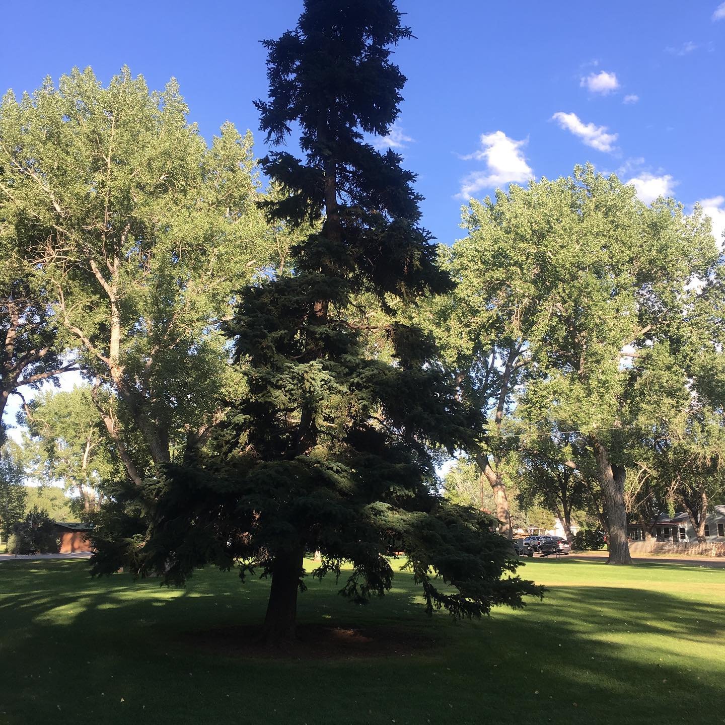 Cool trees at this park in