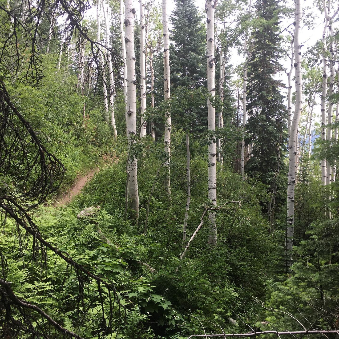 The is so green this summer!