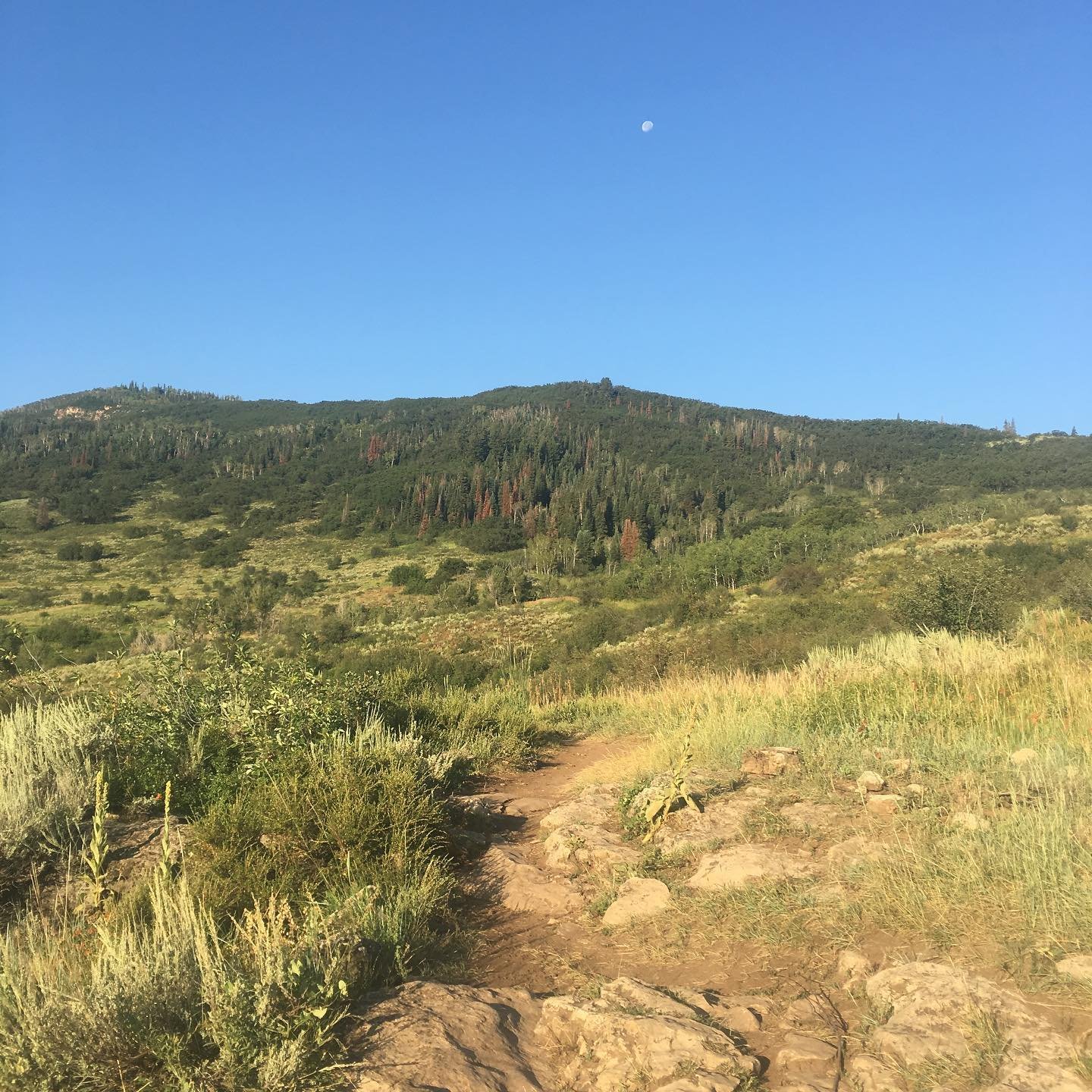 Good morning moon.