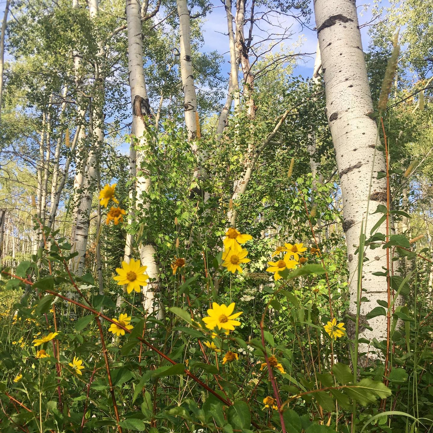 The wildflowers are lovely on this time of year