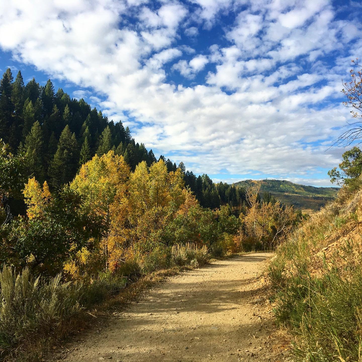 Spring Creek is looking really nice and the downhill trail is bueno right now.