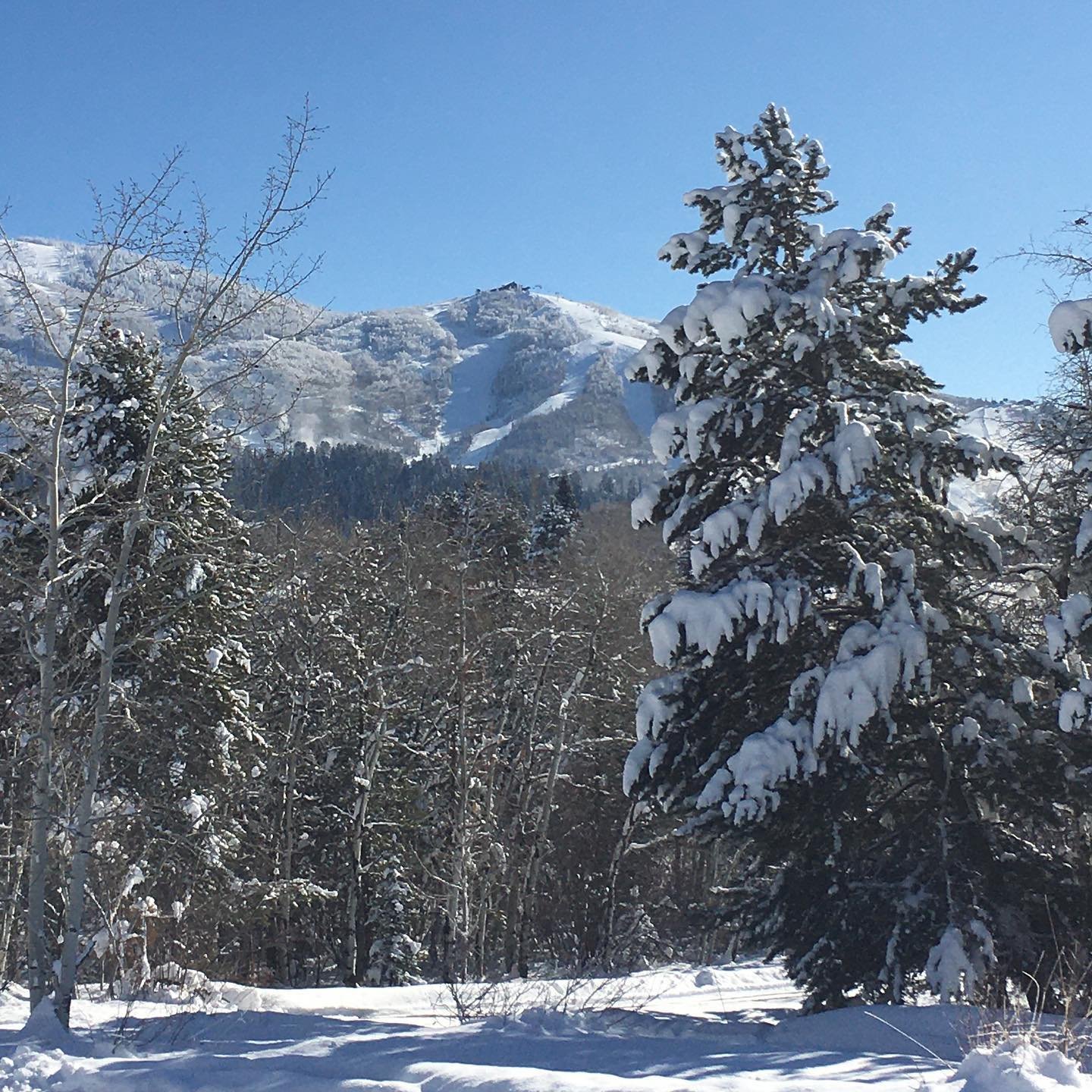 Bluebird day in