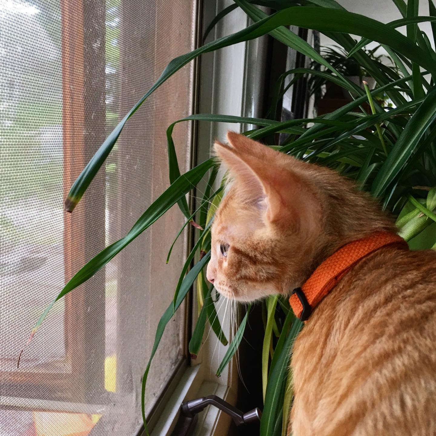 Say hello to Hobbes, our quarantine kitty 🐱