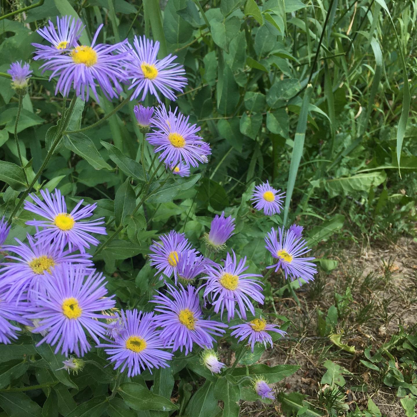 Lots of color around the house.