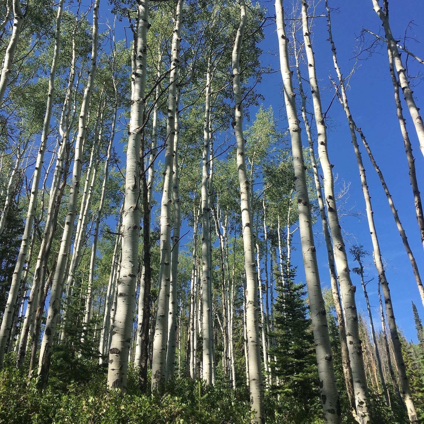 Love the aspens on the backside of Emerald.