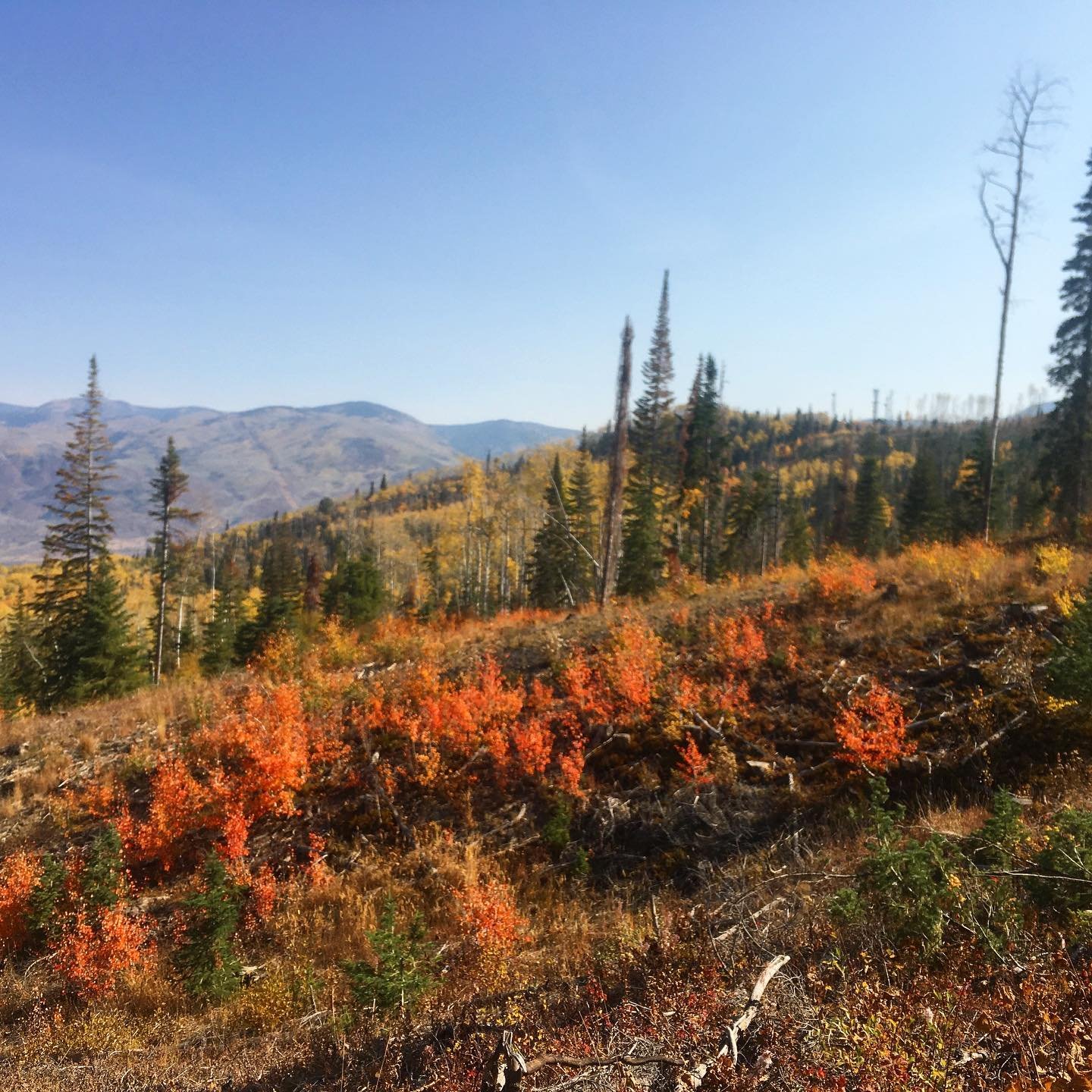 Lots of color in the valley. 🍁🍂