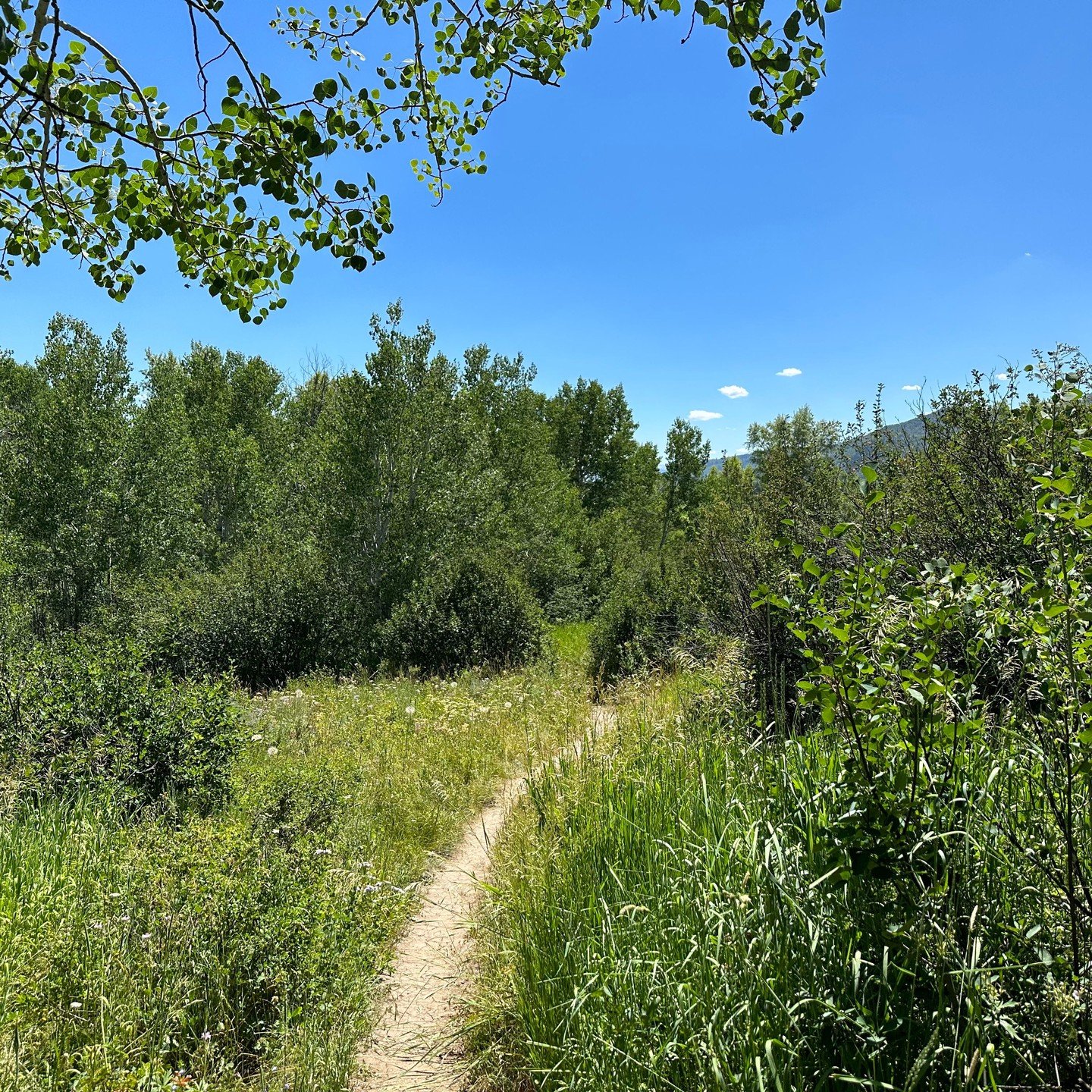 July 2023: Life in and around Steamboat in July