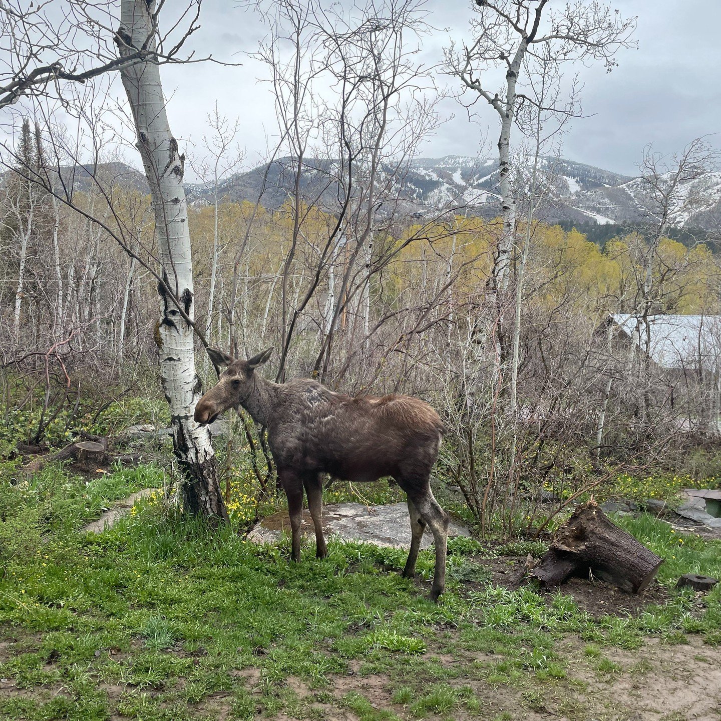 May 2022: Spring in the Yampa Valley. Lots of wildlife,, great time for cool hikes, and Sara gets an ebike!