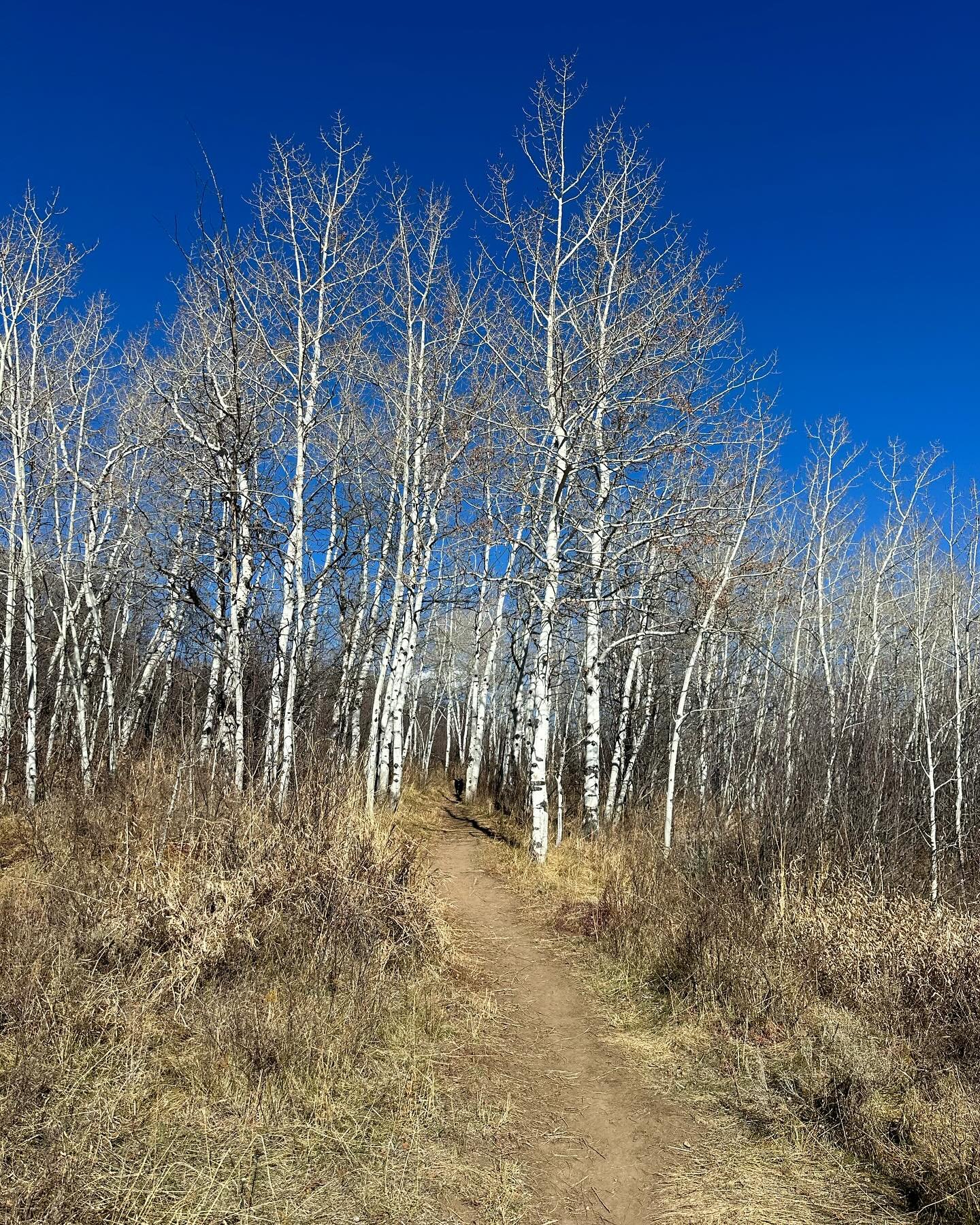 Lunch hike with Alta