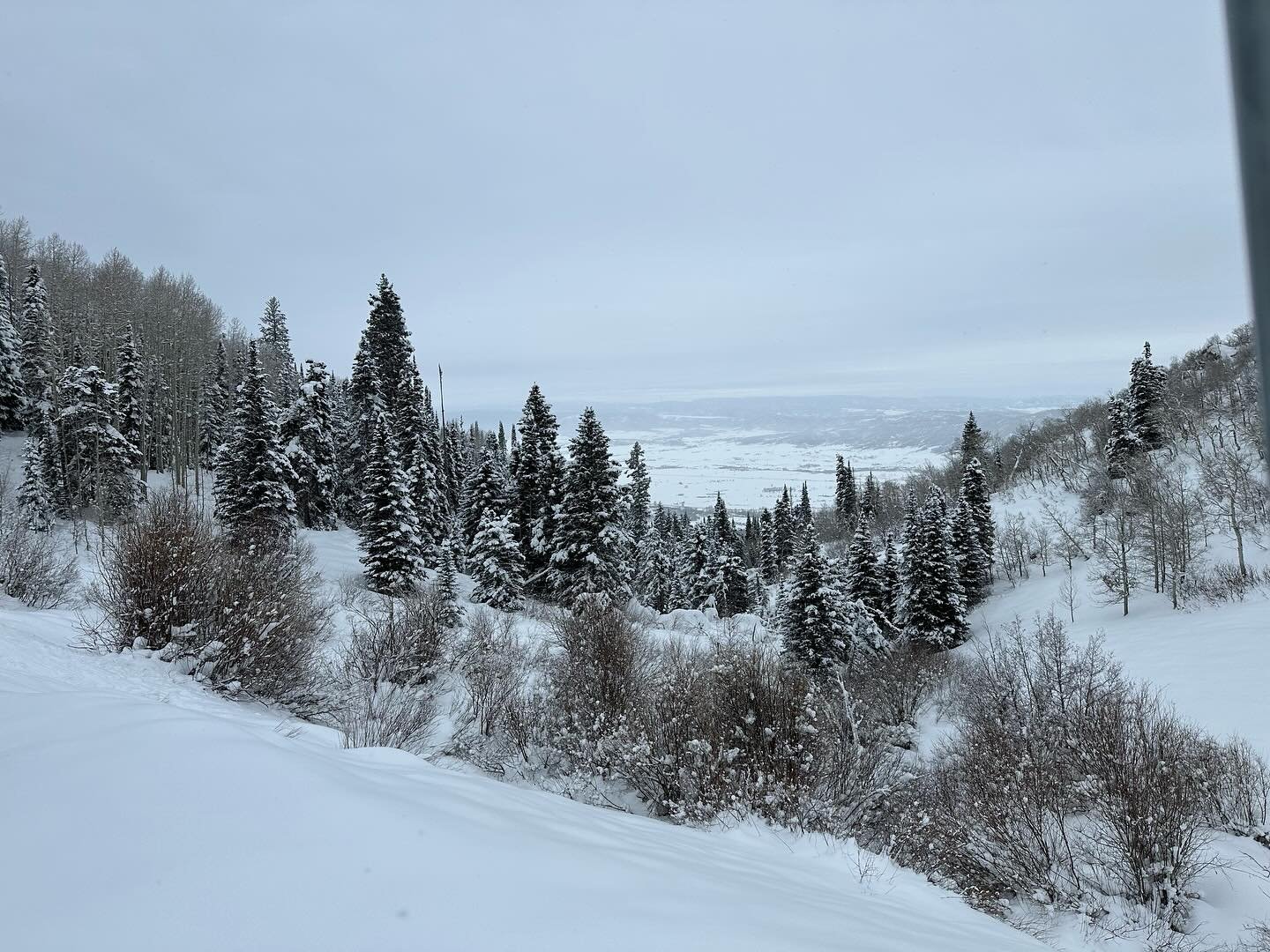 Another powder day @steamboatresort Trees are filling in nicely.