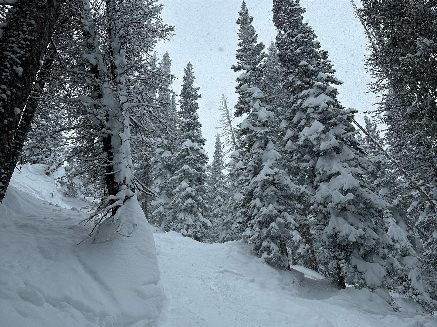 Soft and cold @steamboatresort. Hard to keep up with these rippers.