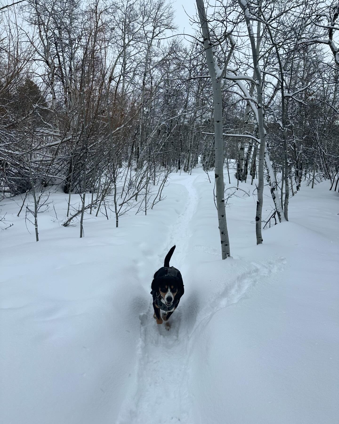 Snowshoe fun with the d.o.g.