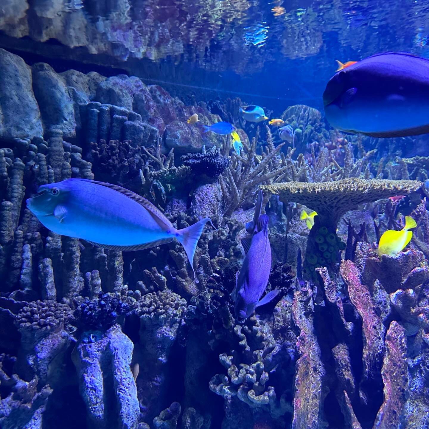 Boston Aquarium