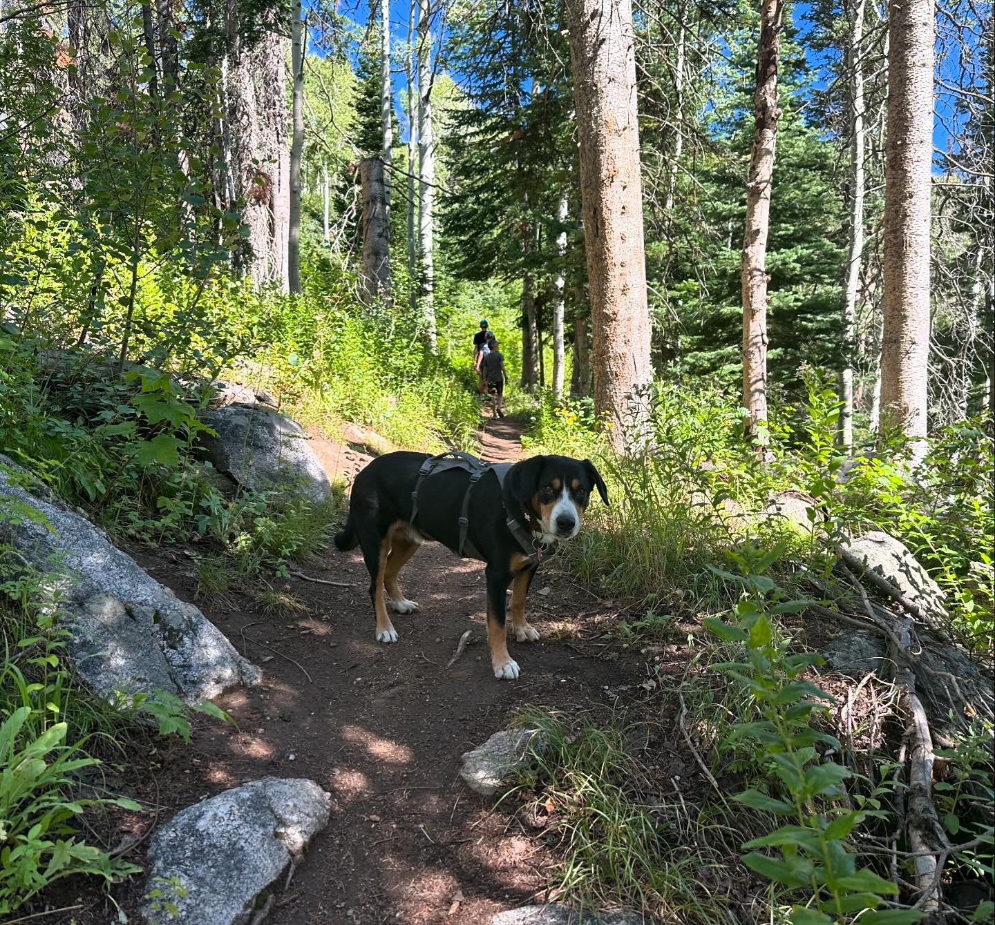 Hiking the Thunderhead trail @steamboatresort
