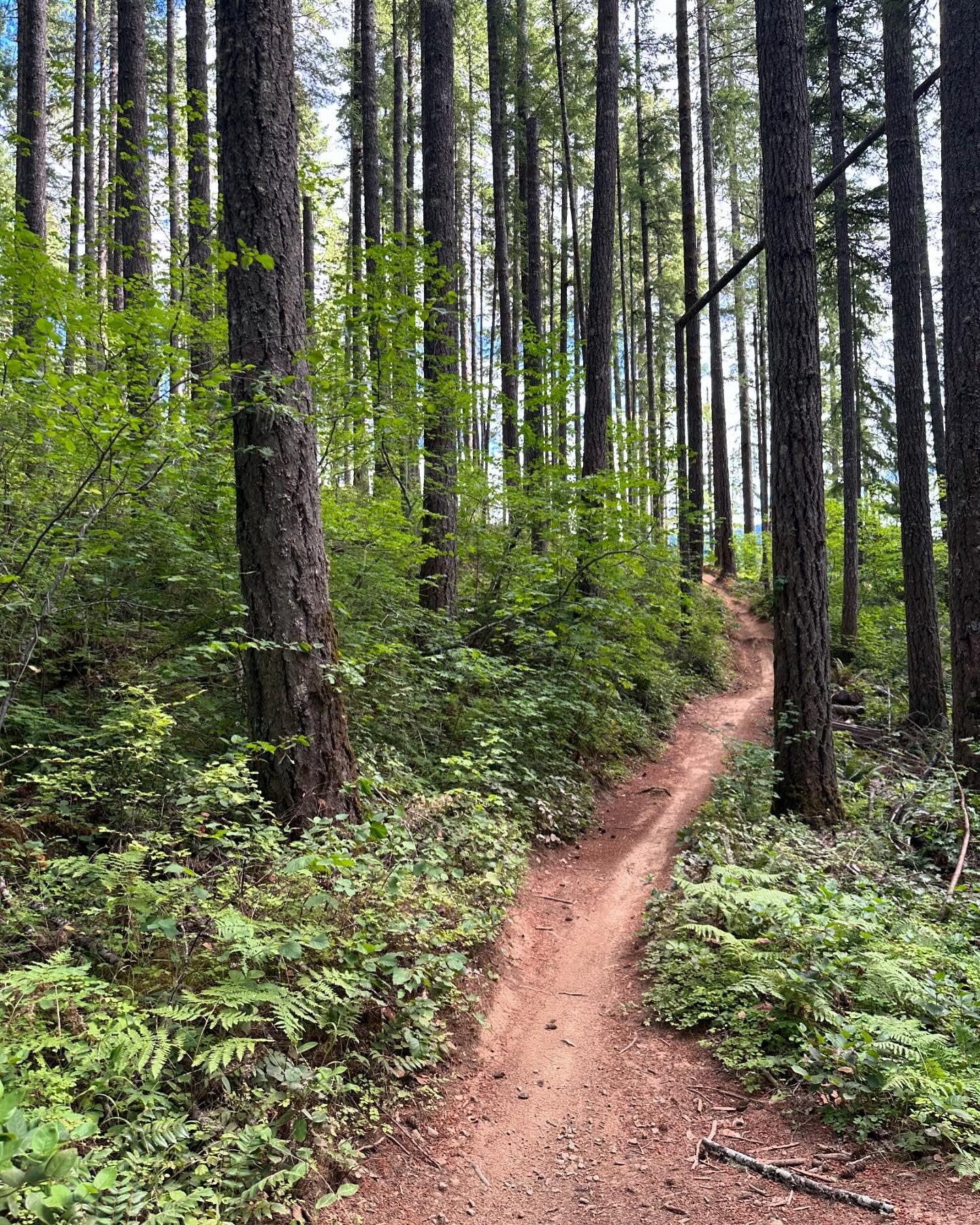 Absolutely incredible trail system at Black Rock, near Falls City, OR. Old growth forest with top notch trail building.