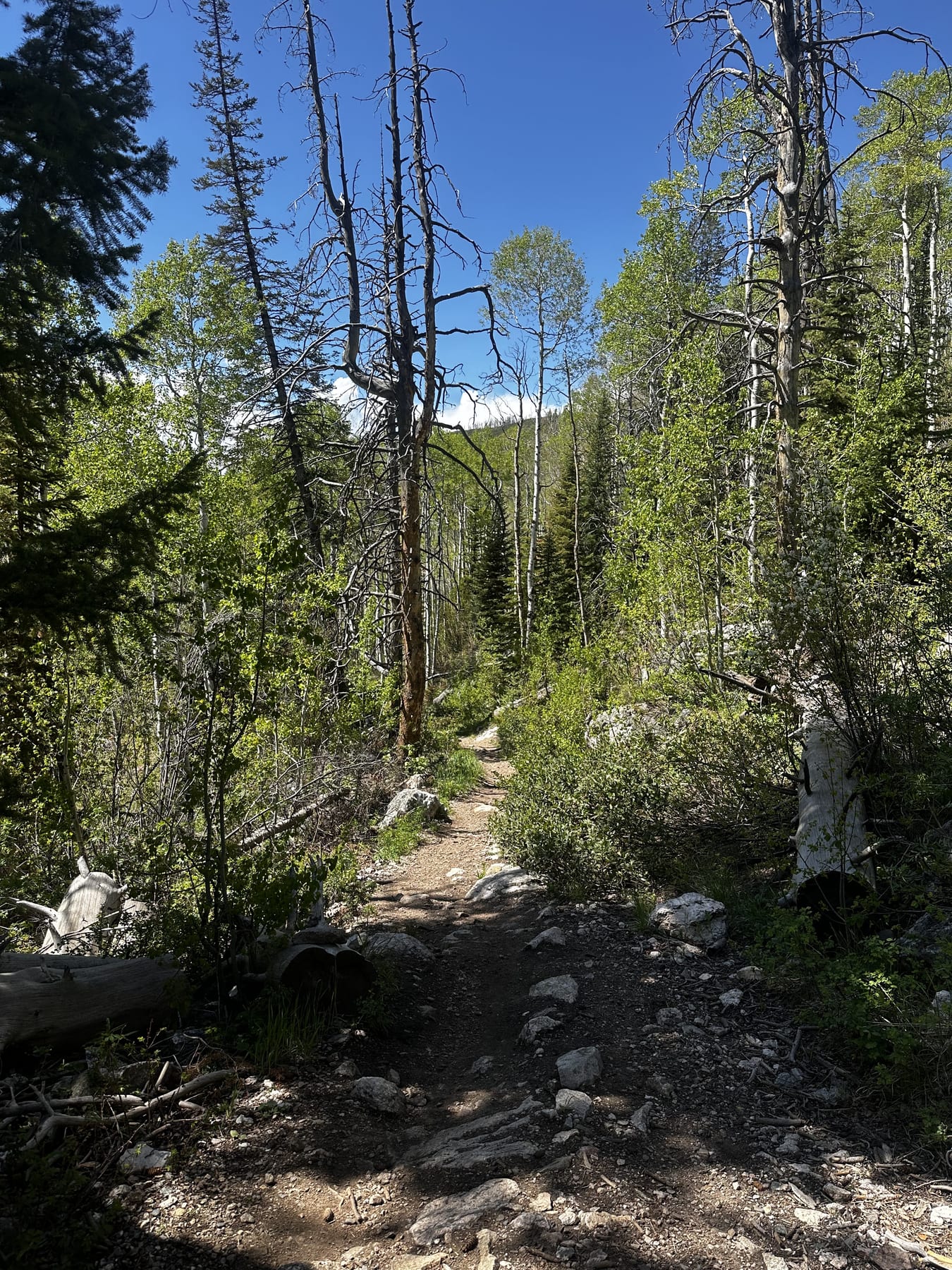 Memorial Day singletrack