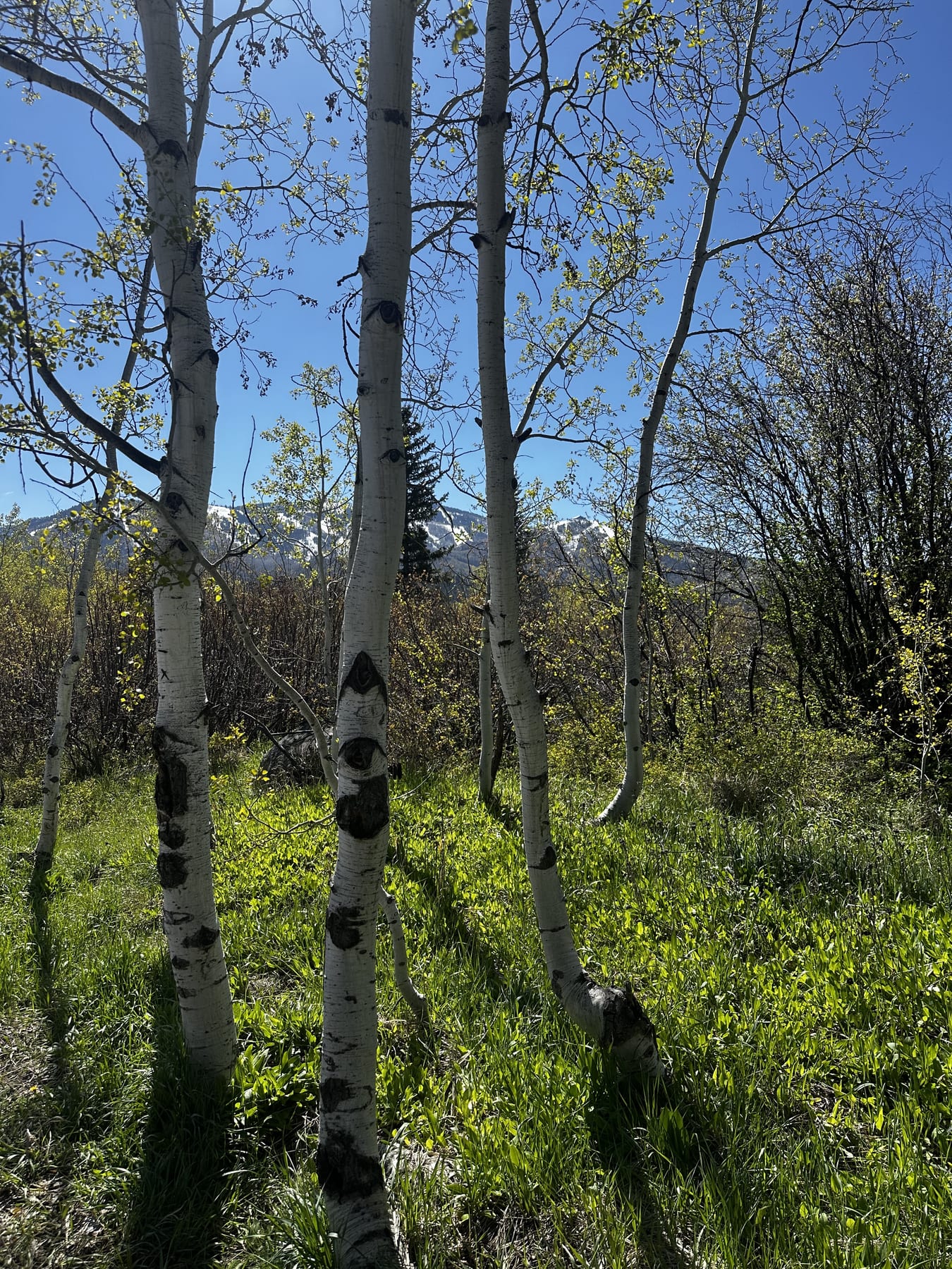 Trails, ruins and river rock