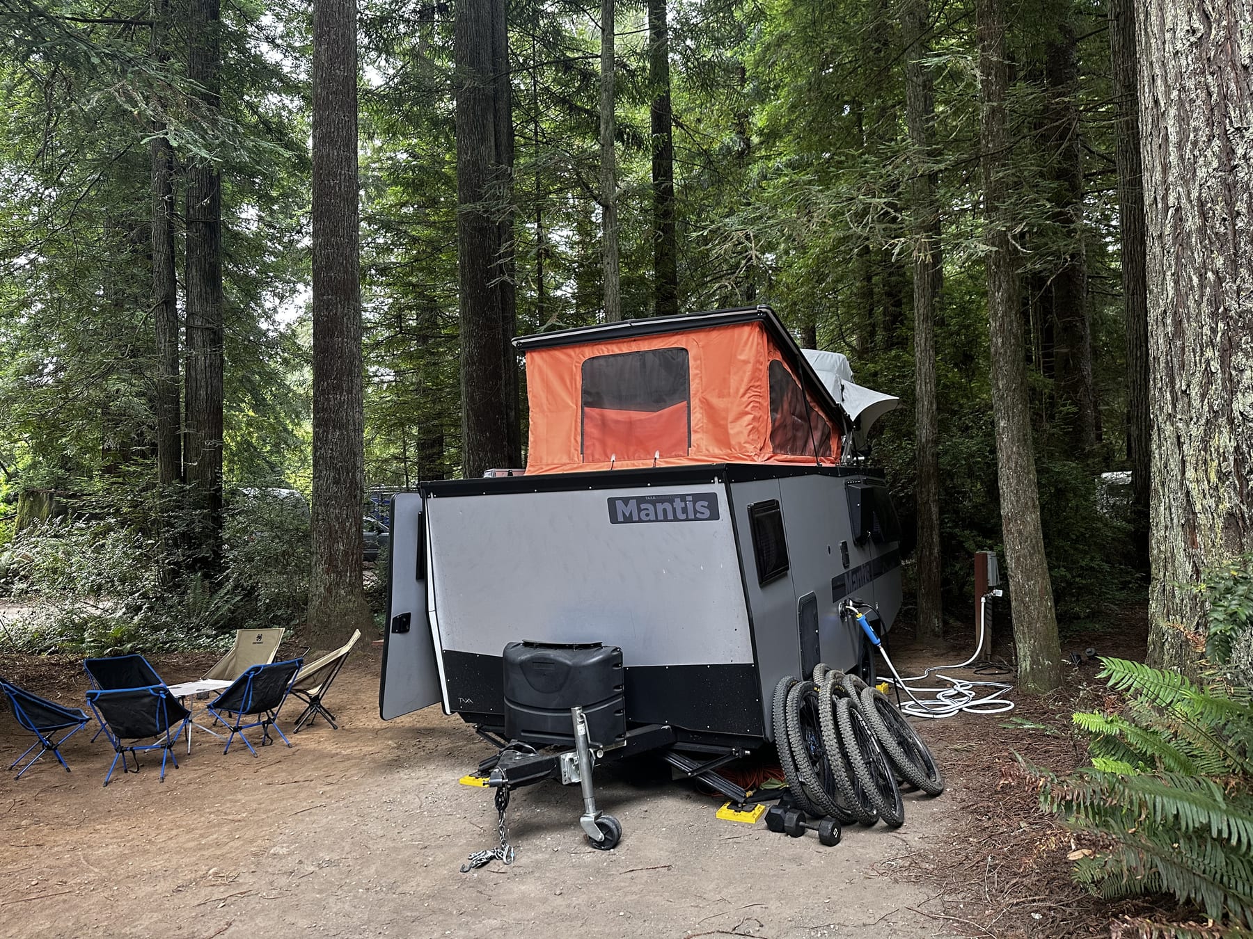 Among the redwoods