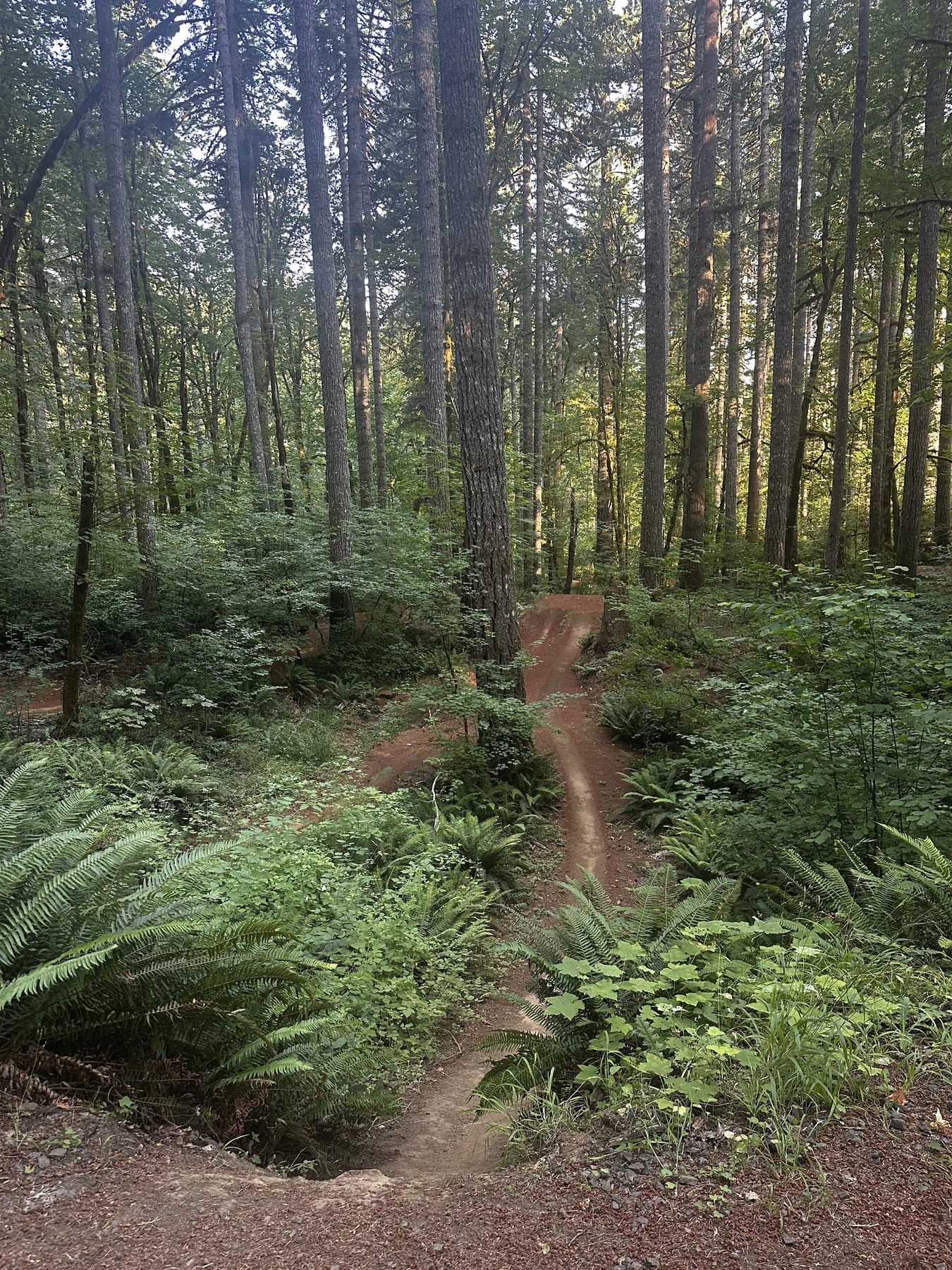 Evening laps in the big trees