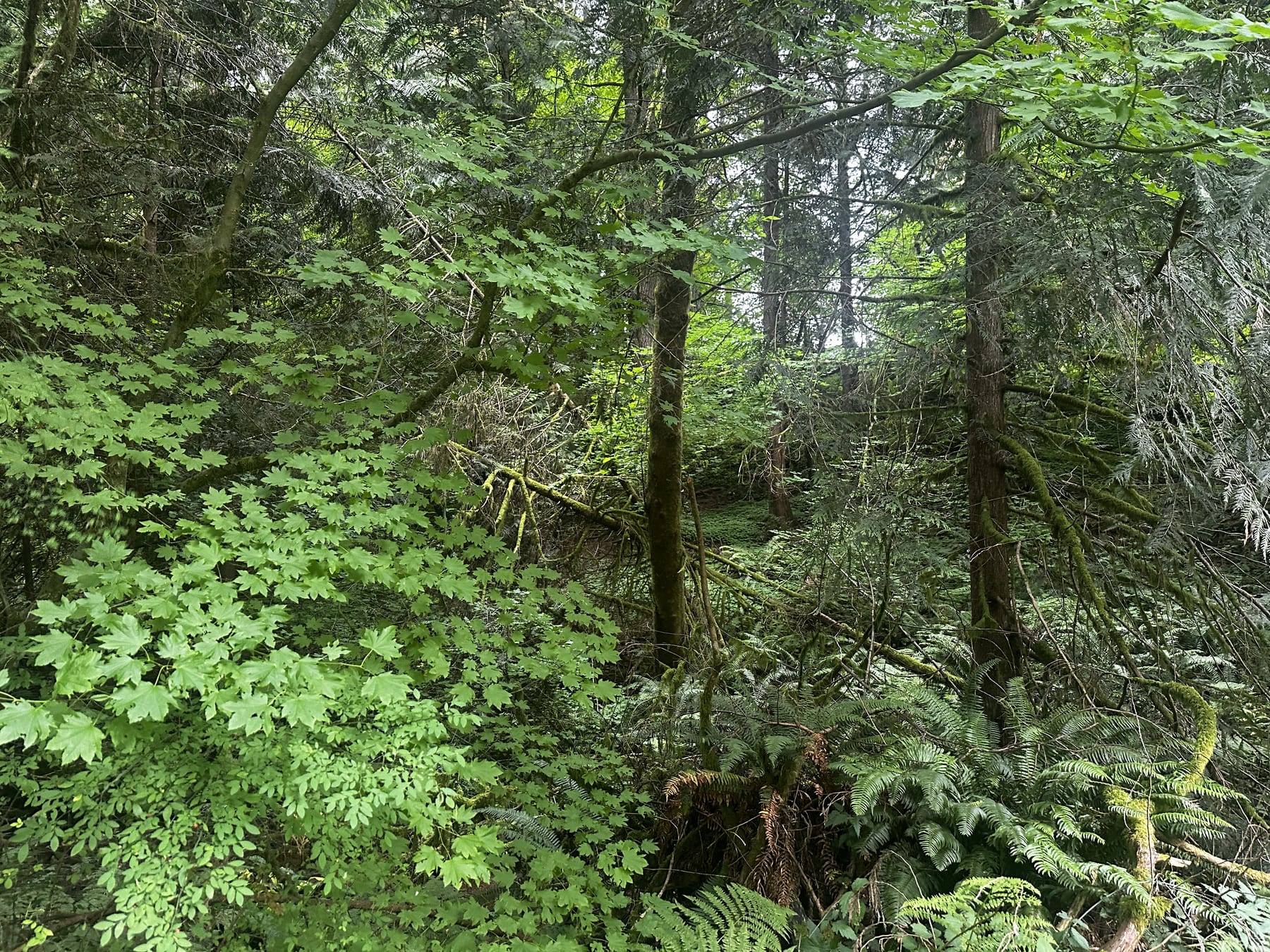 Moss, ferns and a creamery tour