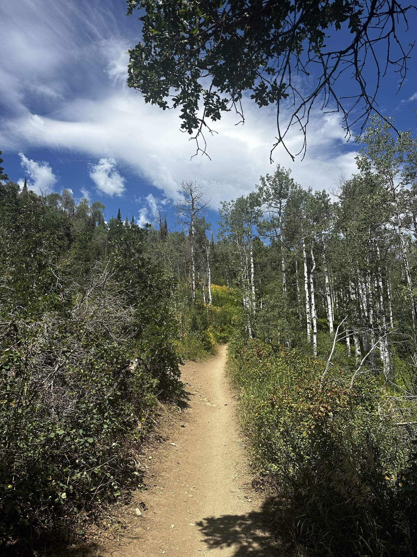 Creek crossings and golden grass