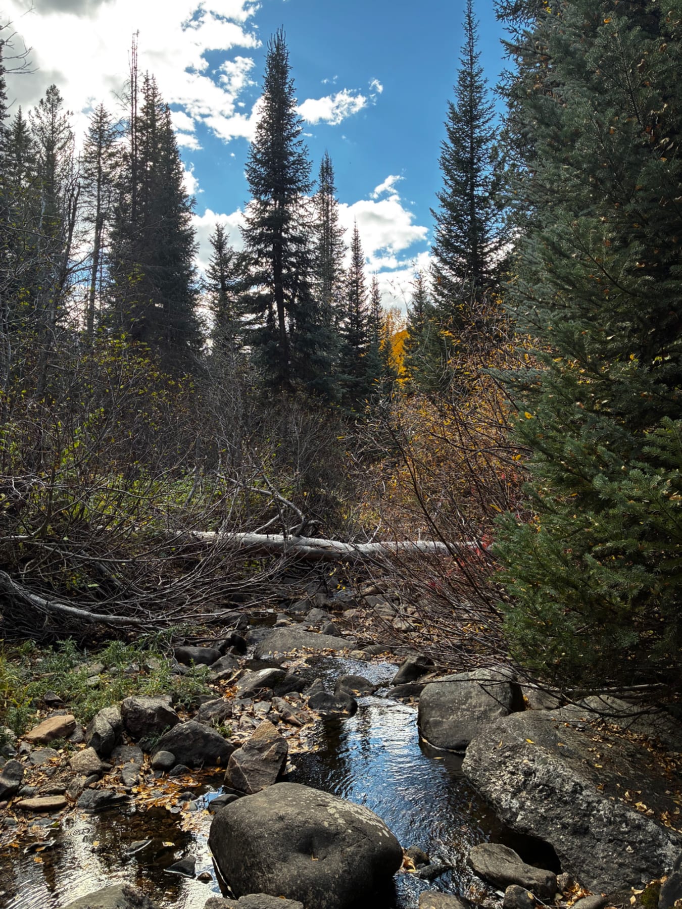 Spring Creek Vistas