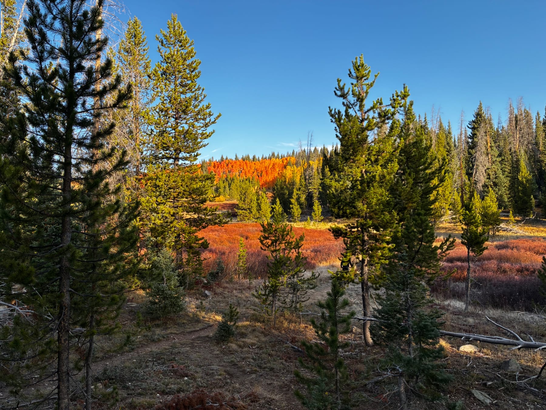 Riding the new Trail 19 on Rabbit Ears Pass