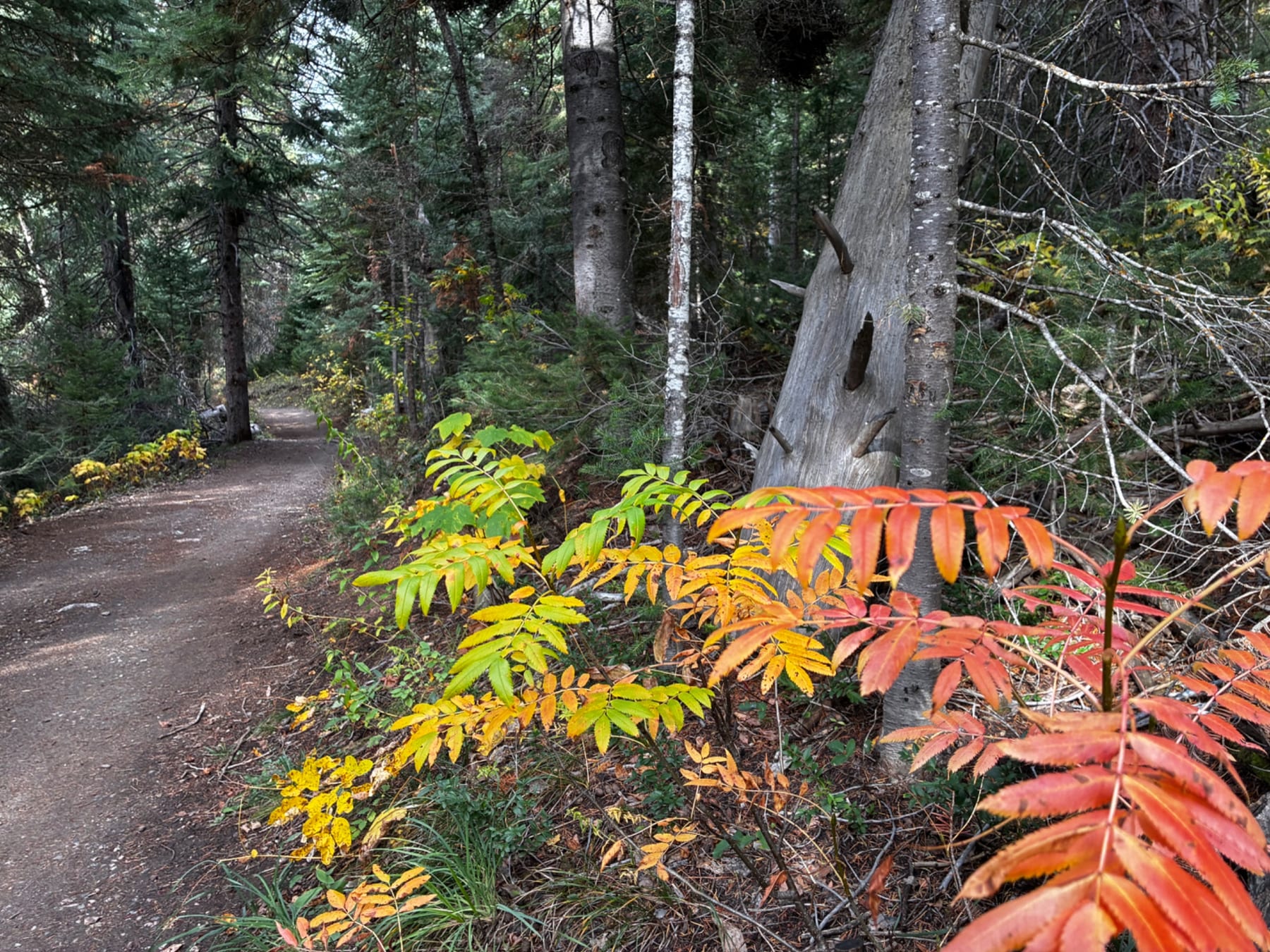 Fall colors in the Yampa Valley